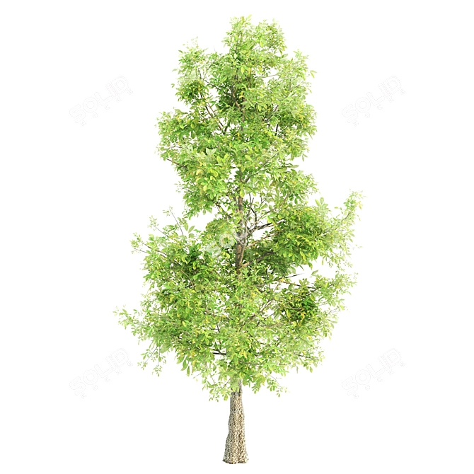Lush Sorrel Trees: 3 Varieties 3D model image 2