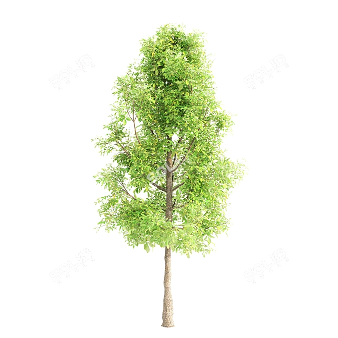 Lush Sorrel Trees: 3 Varieties 3D model image 4