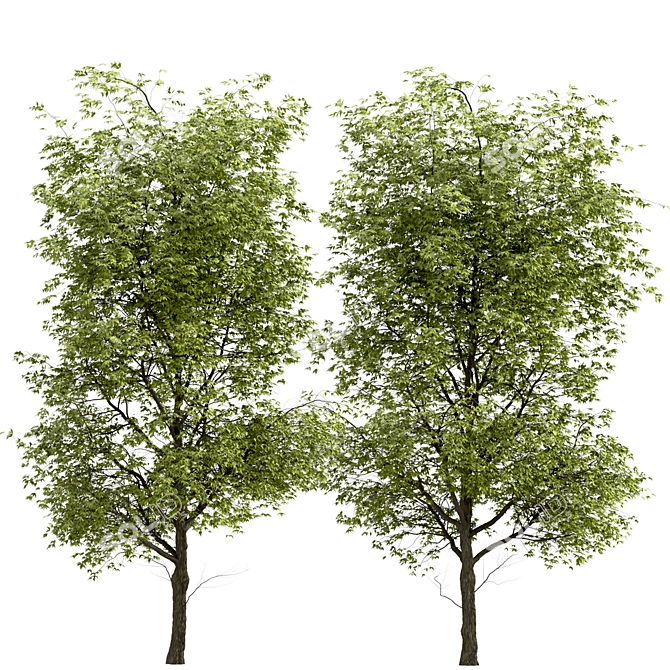 Black Ash Tree: Native Eastern North American Species 3D model image 2