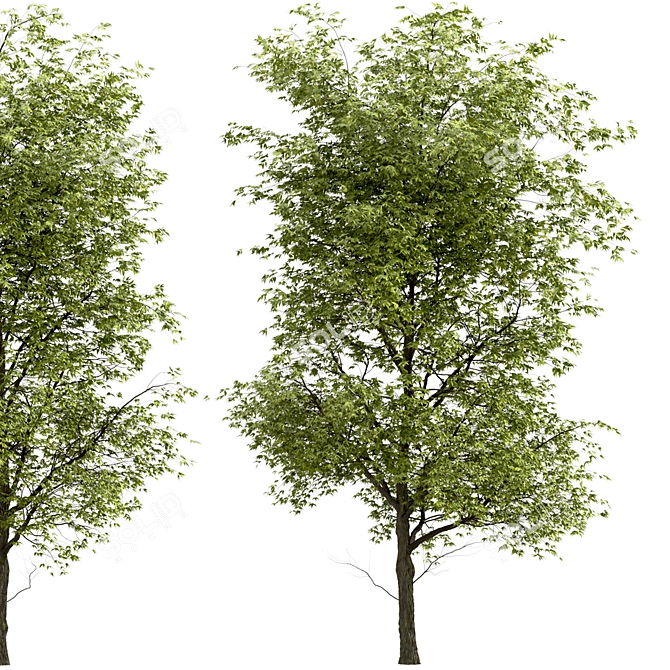 Black Ash Tree: Native Eastern North American Species 3D model image 4