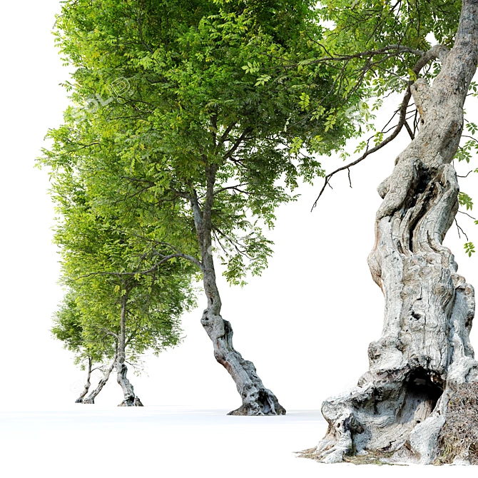 Fiddlewood: Majestic Citharexylum Tree 3D model image 2