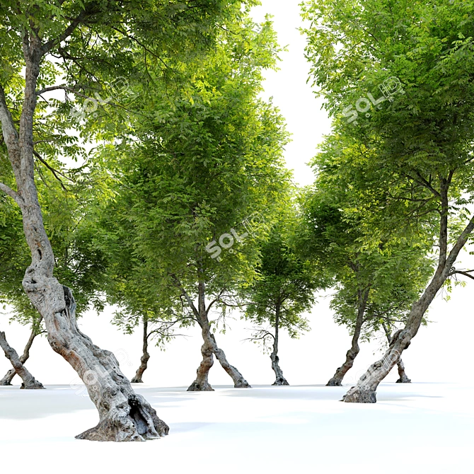 Fiddlewood: Majestic Citharexylum Tree 3D model image 4