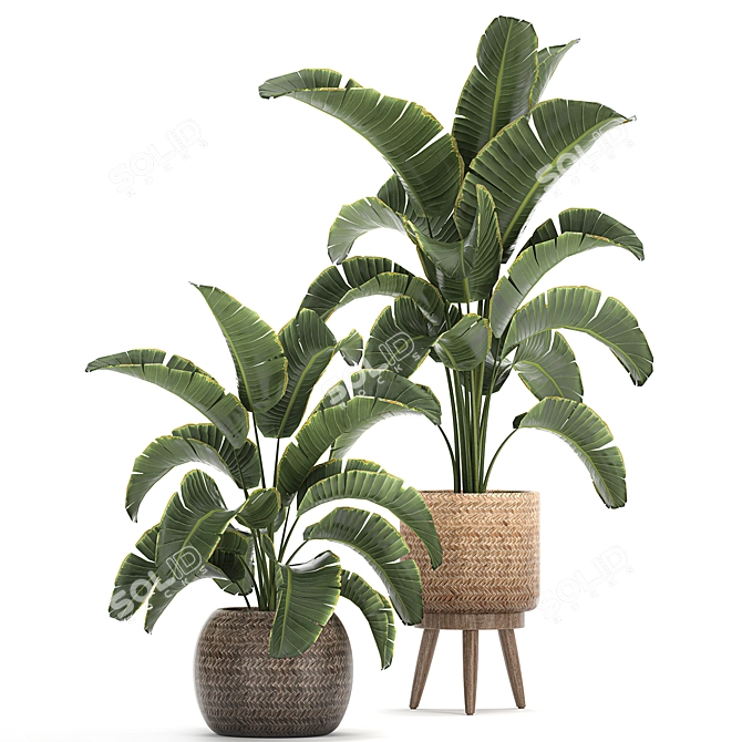 Tropical Paradise Plant Collection 3D model image 1