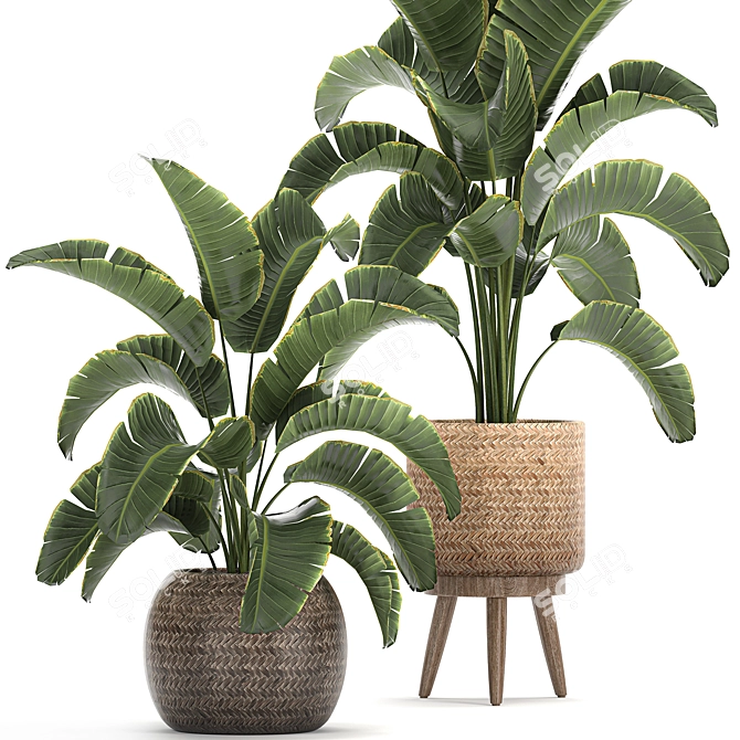 Tropical Paradise Plant Collection 3D model image 2