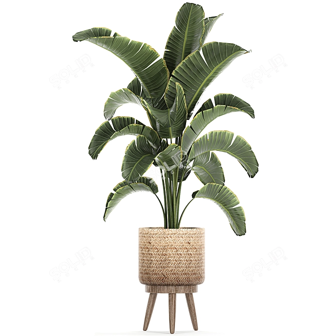 Tropical Paradise Plant Collection 3D model image 3