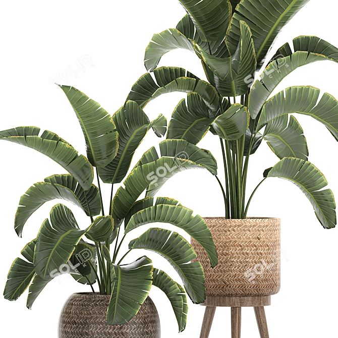 Tropical Paradise Plant Collection 3D model image 4