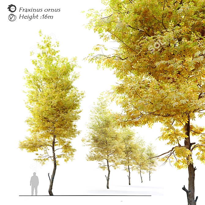 Flowering Ash: Autumn Elegance 3D model image 1