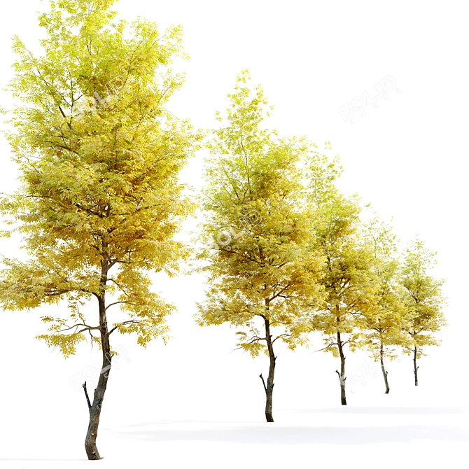 Flowering Ash: Autumn Elegance 3D model image 2