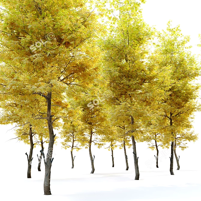 Flowering Ash: Autumn Elegance 3D model image 3