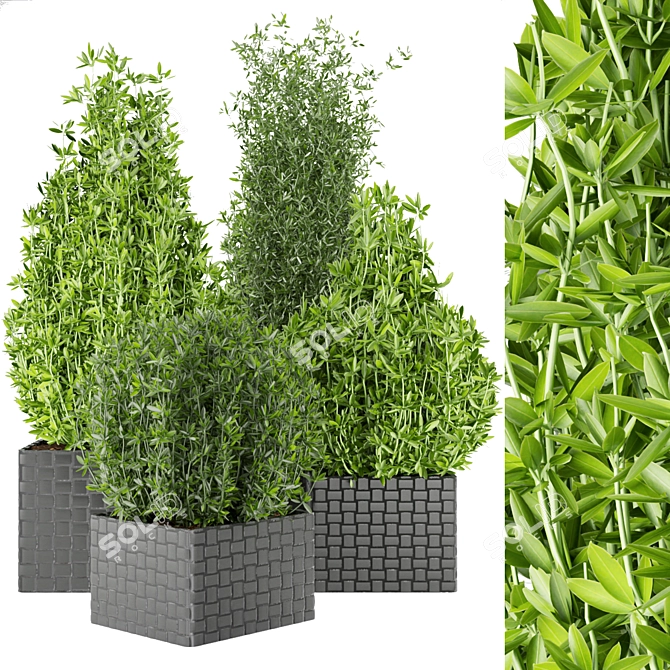 Premium Plant Collection Vol. 22 3D model image 1