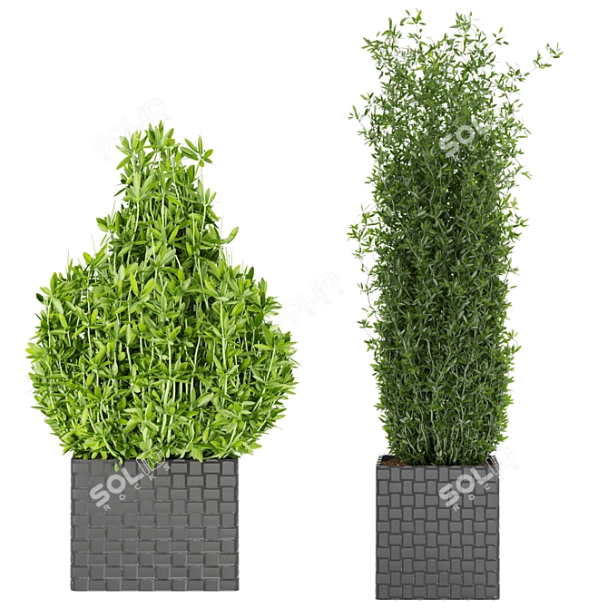 Premium Plant Collection Vol. 22 3D model image 3