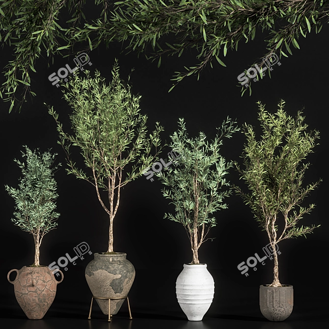 Elegant Indoor Olive Plant Set 3D model image 1