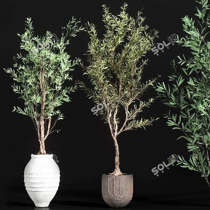 Elegant Indoor Olive Plant Set 3D model image 2