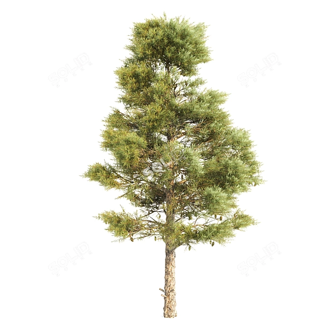 3-Pine Vray 3D Models 3D model image 5