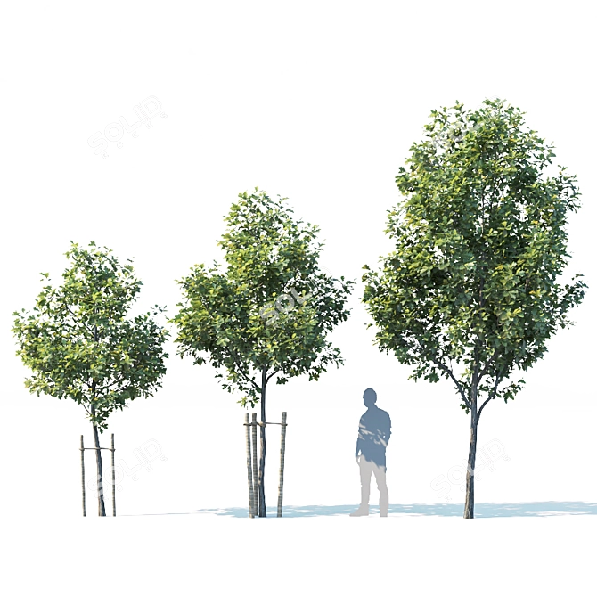 Young Oak Tree Collection: 5 Trees, 3-9m 3D model image 3