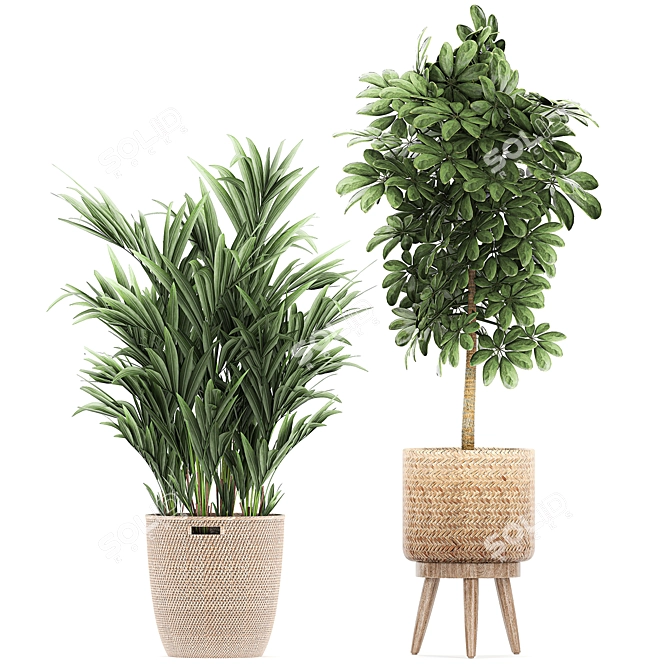 Tropical Plant Collection in Rattan Baskets 3D model image 3