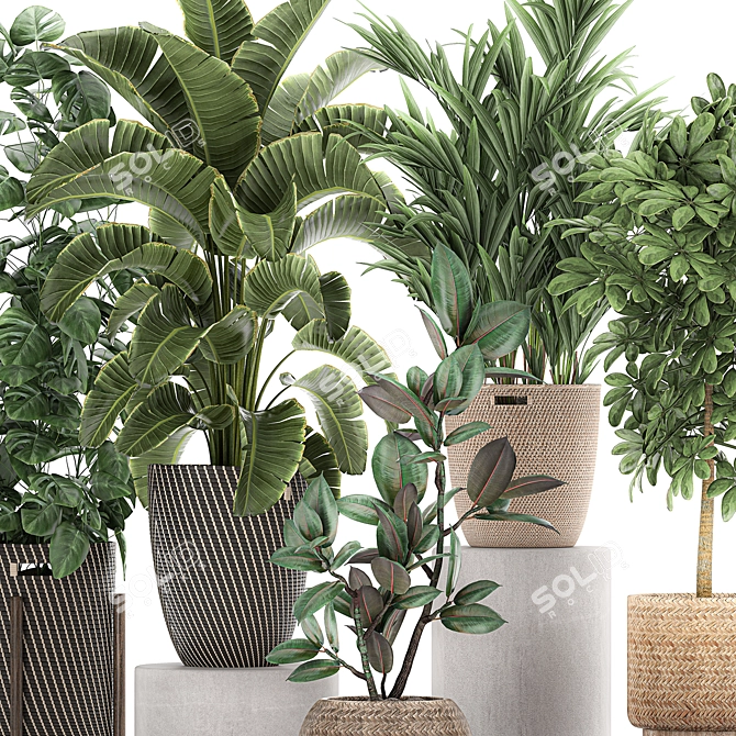 Tropical Plant Collection in Rattan Baskets 3D model image 4