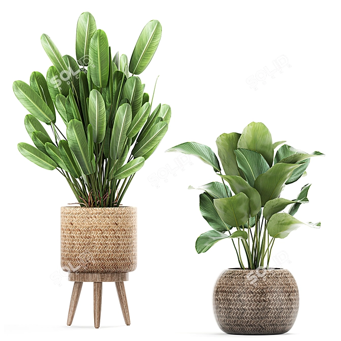 Exotic Banana Palm: Perfect for Indoors & Outdoors 3D model image 2
