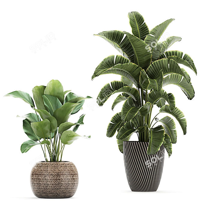 Exotic Banana Palm: Perfect for Indoors & Outdoors 3D model image 3