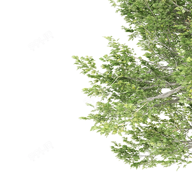 Twin Tupelo Trees: 731,599 & 641,718 3D model image 2