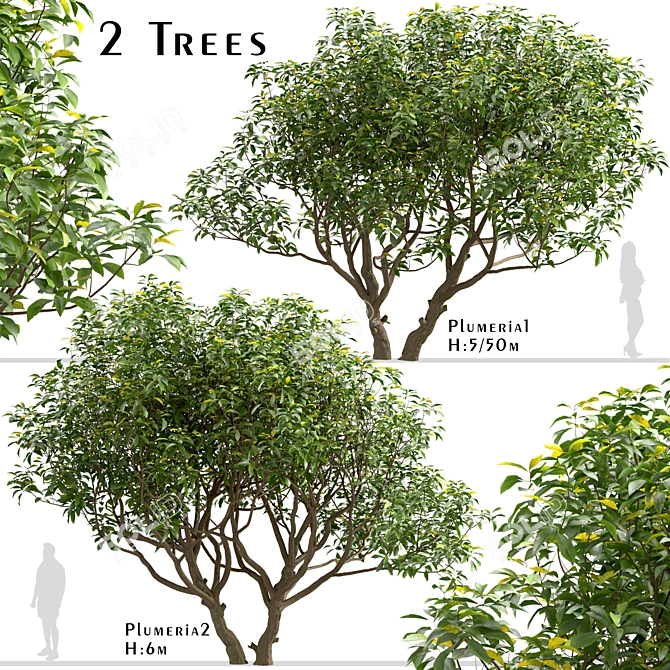 Exotic Plumeria Duo: Vibrant Tropical Trees 3D model image 2