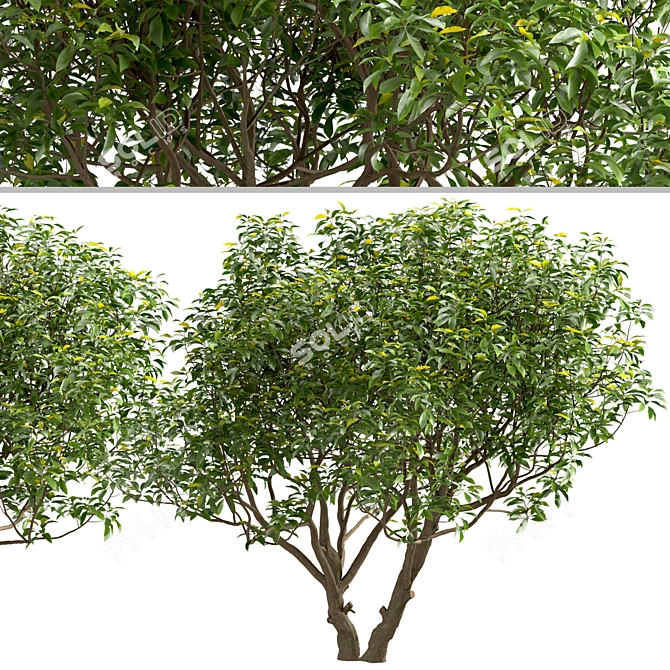 Exotic Plumeria Duo: Vibrant Tropical Trees 3D model image 3