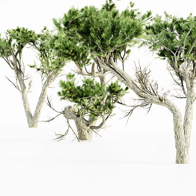  Majestic Monterey Cypress Tree Set 3D model image 4