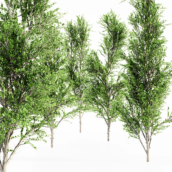 5 Mountain Maple Trees - Variety of Heights! 3D model image 1