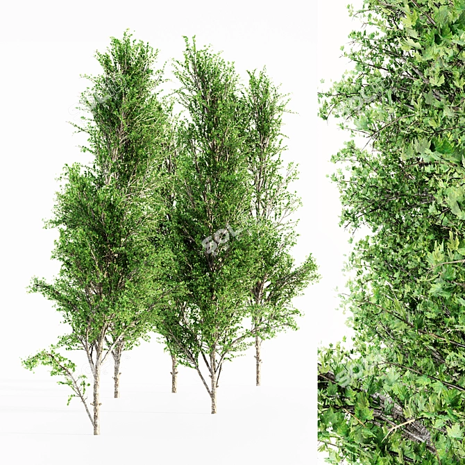 5 Mountain Maple Trees - Variety of Heights! 3D model image 2