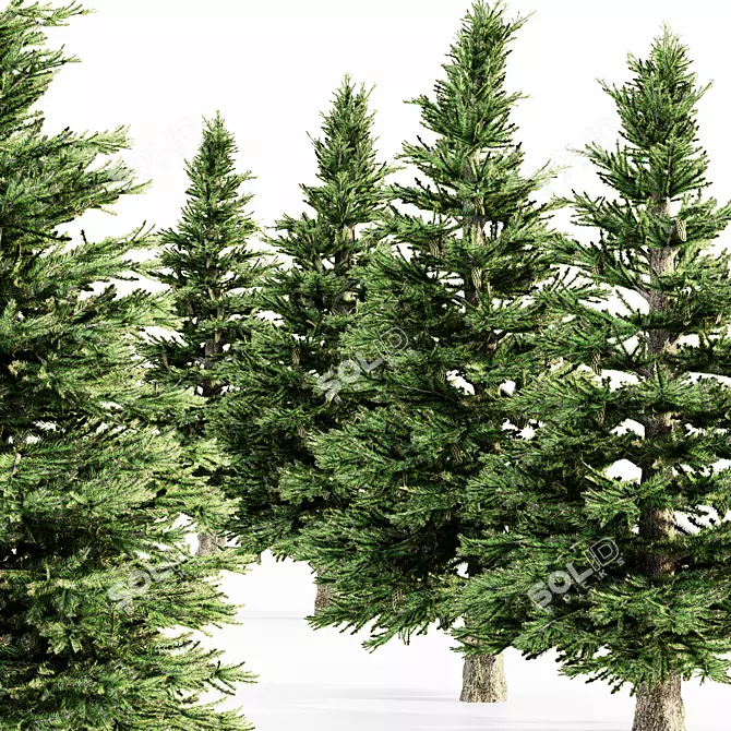 5-Tree Set of Norway Spruce 3D model image 1