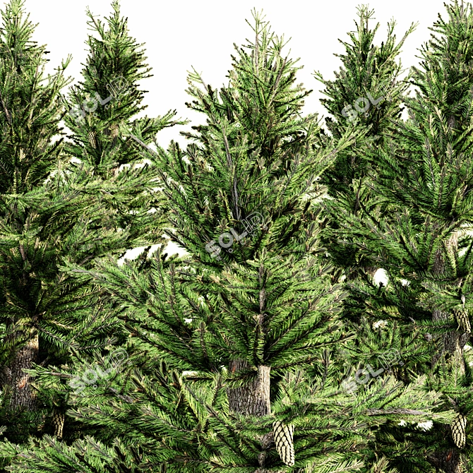 5-Tree Set of Norway Spruce 3D model image 2
