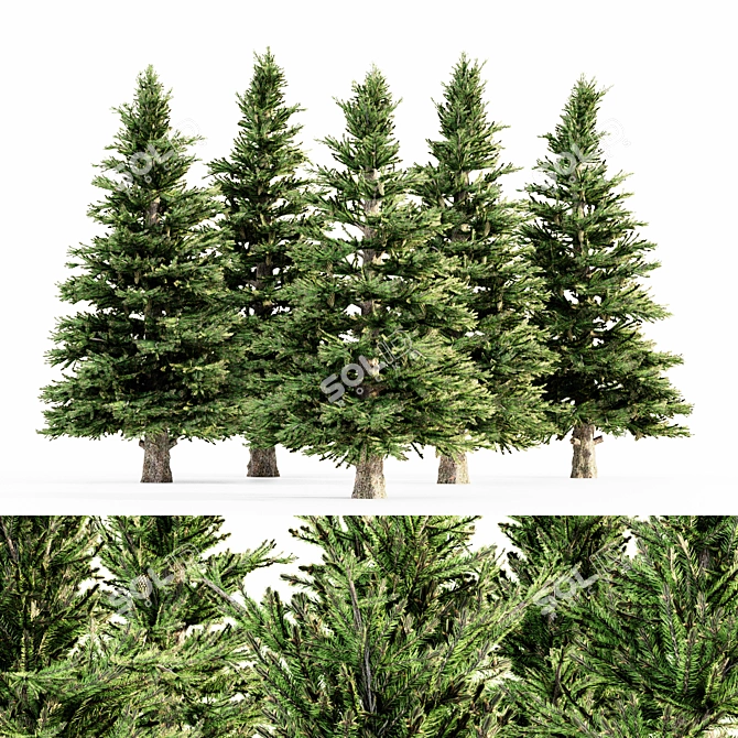 5-Tree Set of Norway Spruce 3D model image 3
