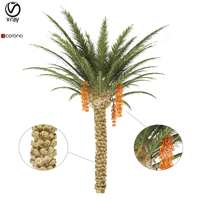 Tropical Oasis: Realistic Palm Tree 3D model image 1