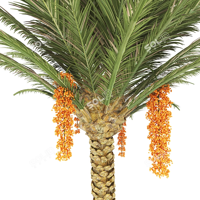 Tropical Oasis: Realistic Palm Tree 3D model image 2