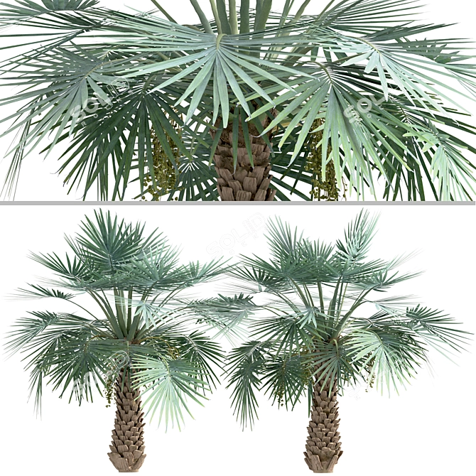 Exotic Copernicia Palm Trees (2-Pack) 3D model image 2