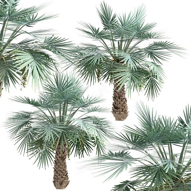 Exotic Copernicia Palm Trees (2-Pack) 3D model image 3