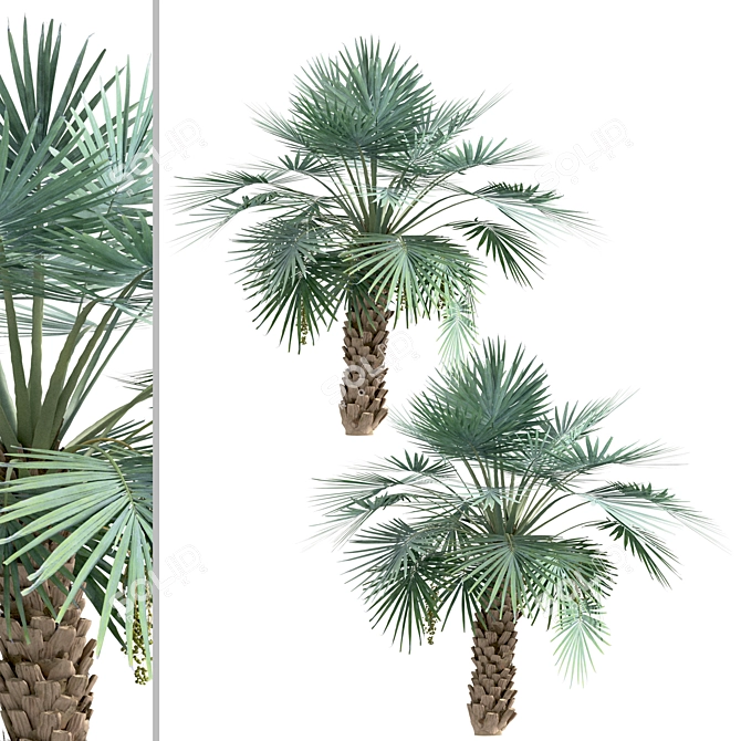 Exotic Copernicia Palm Trees (2-Pack) 3D model image 5