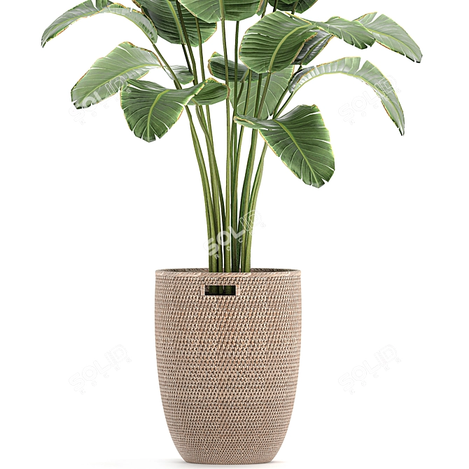 Tropical Banana Palm in Rattan Basket 3D model image 3