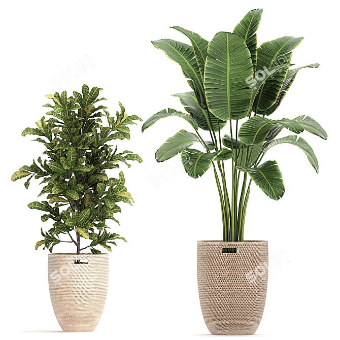 Exotic Plant Collection: Banana Palm, Ravenala, Strelitzia- Outdoor/Indoor 3D model image 2