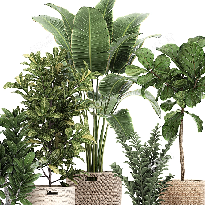 Exotic Plant Collection: Banana Palm, Ravenala, Strelitzia- Outdoor/Indoor 3D model image 3