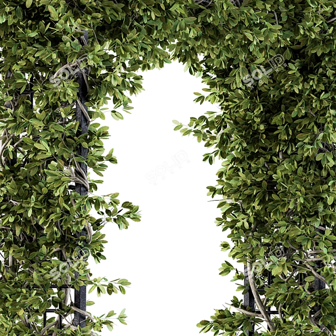 Pergola Ivy Set: Outdoor Beauty 3D model image 3