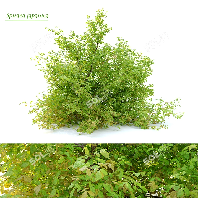 Japanese Spiraea Bush - 1m Height 3D model image 1