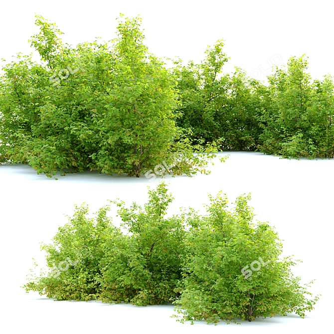 Japanese Spiraea Bush - 1m Height 3D model image 2