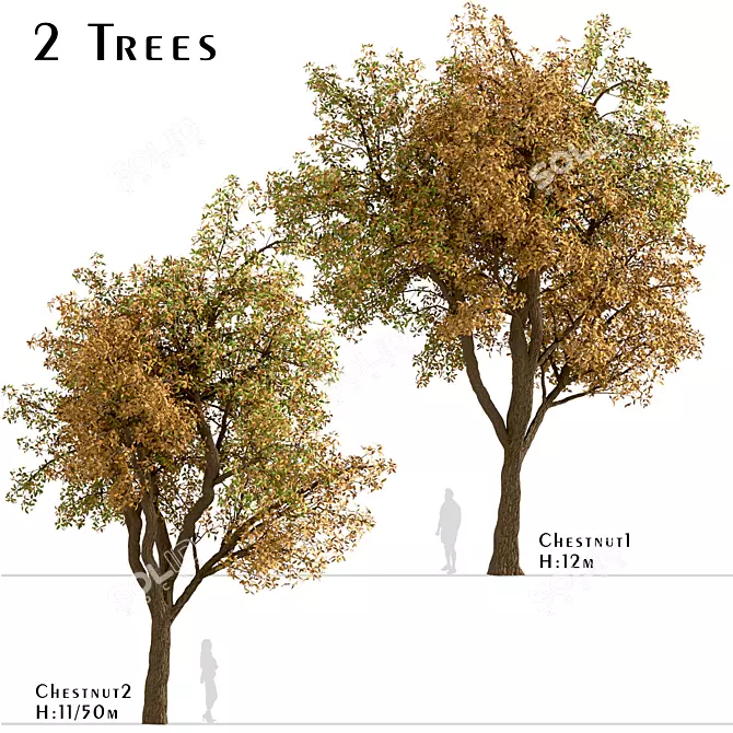 Temperate Chestnut Tree Duo 3D model image 1