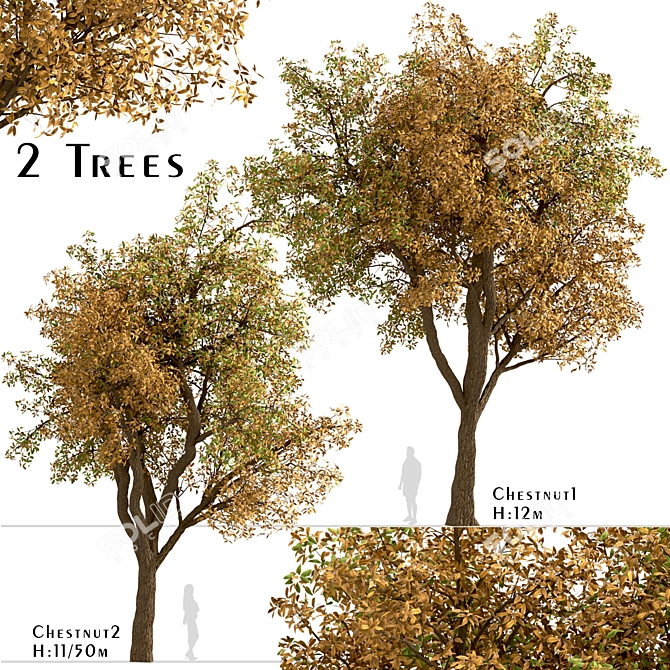 Temperate Chestnut Tree Duo 3D model image 2