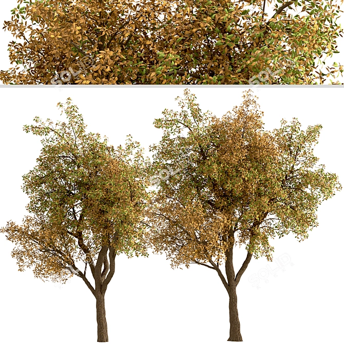 Temperate Chestnut Tree Duo 3D model image 3