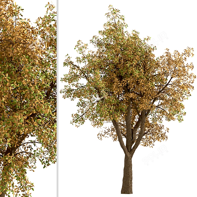 Temperate Chestnut Tree Duo 3D model image 6