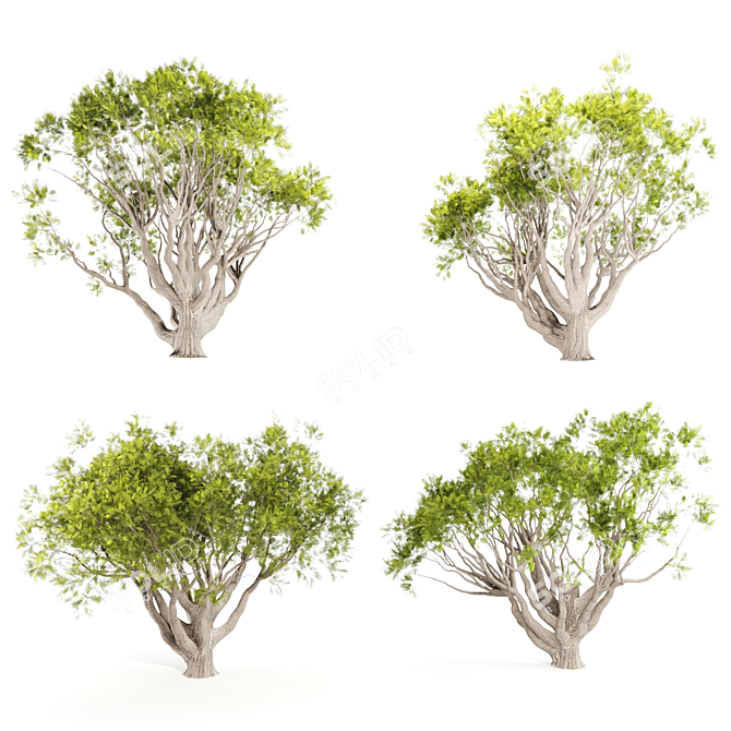 13M Acacia Tree: Majestic and Versatile 3D model image 1