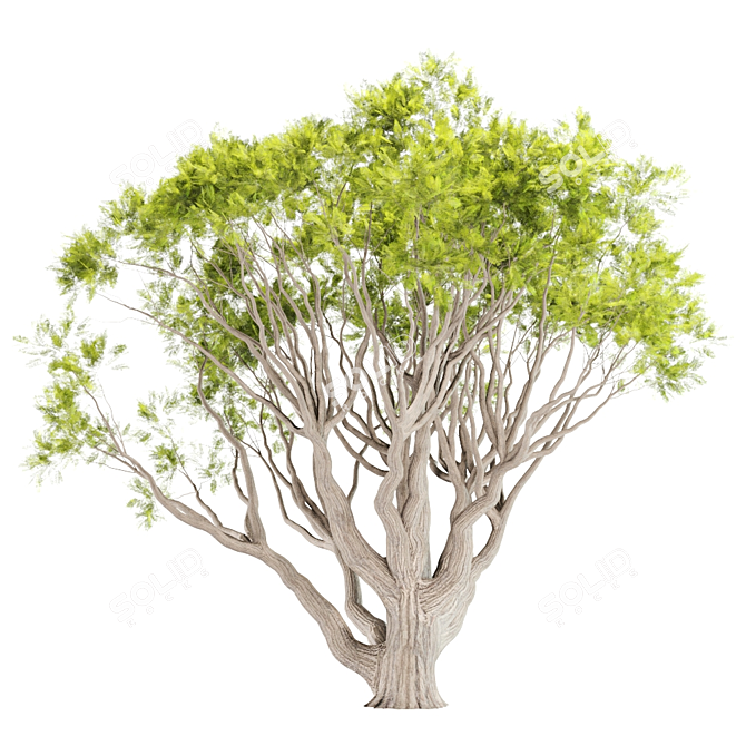 13M Acacia Tree: Majestic and Versatile 3D model image 2