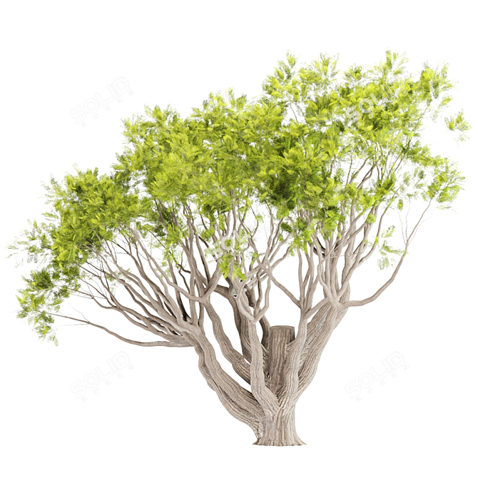 13M Acacia Tree: Majestic and Versatile 3D model image 3